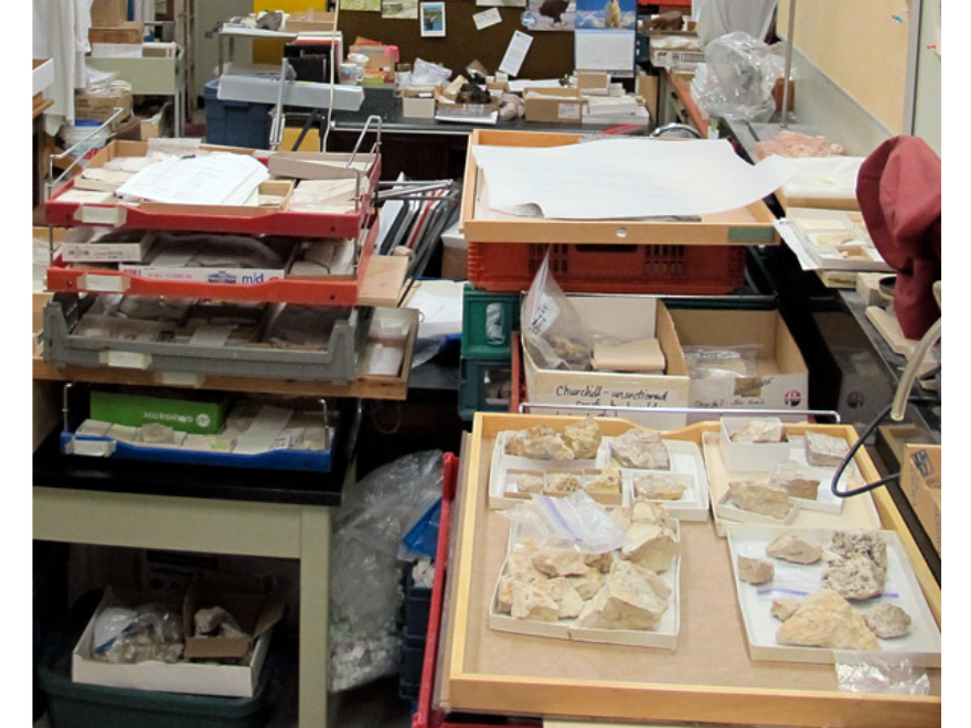 Stacks of trays carrying fossils placed around a crowded office.