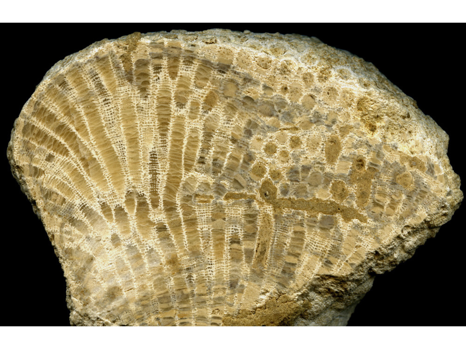 Close-up on a half oval-shaped fossil specimen with a clean cut along the front side showing numerous fossils in the specimen.