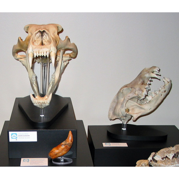 Skulls of a polar bear and a wolf on display mounts.