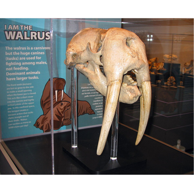Close-up on a walrus skull in a display case.