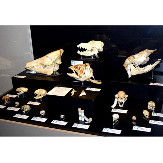 A variety of skulls from commonly recognized animals in a display case.