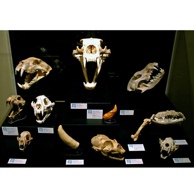 The skulls of a variety of carnivorous mammals in a glass display case.