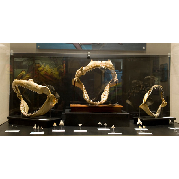 Three large shark jaws on display in a museum case.