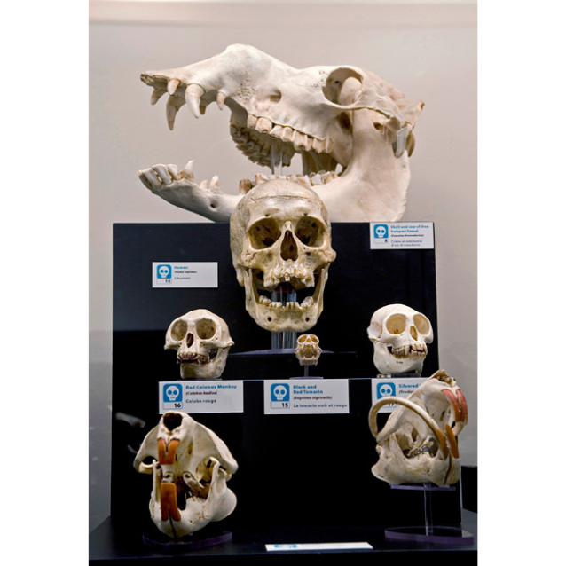 A display comparing the skull of a human to various other mammals including monkeys and beavers.