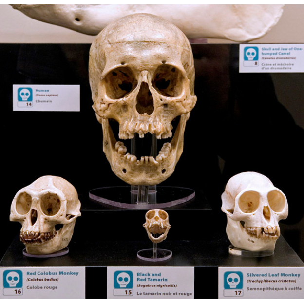 Four skulls of varying sizes on display in a museum case. The lower three are identified as monkey skulls and the upper skull as human.