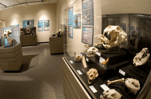 A wide-angle view of a museum exhibit displaying a variety of skulls.
