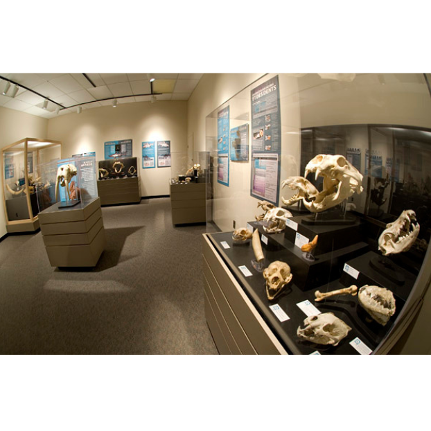 A wide-angle view of a museum exhibit displaying a variety of skulls.