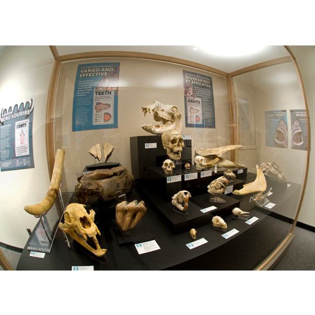 A variety of mammal skulls on display in a glass case.