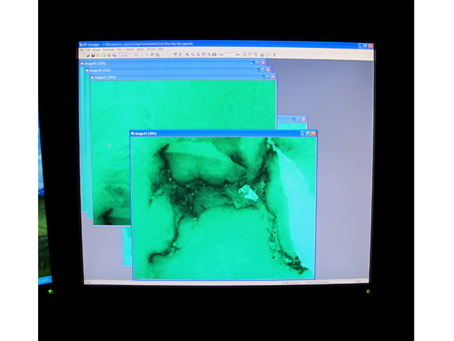 A series of images taken of a fossil displayed on a computer screen.