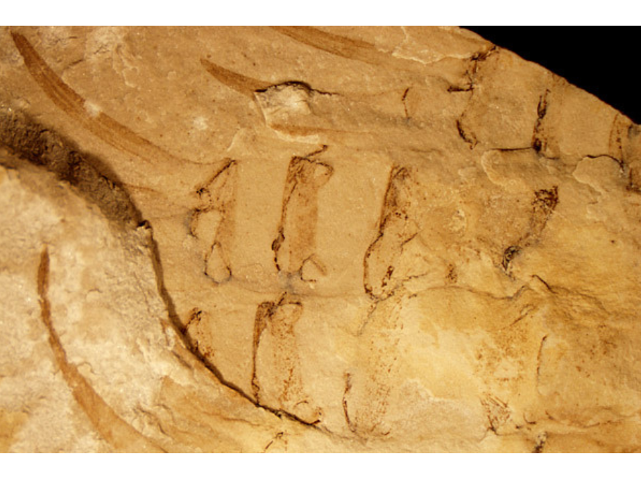 Close-up on a piece of a fossil showing numerous legs of an Ordovician eurypterid.