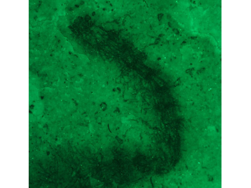 Close-up on a green-lit fossil seaweed.
