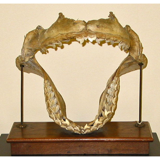 Large set of Tiger Shark jaws on a display mount.