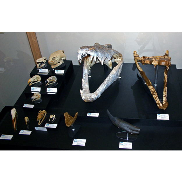 A display case containing the skulls of a variety of reptiles and birds.