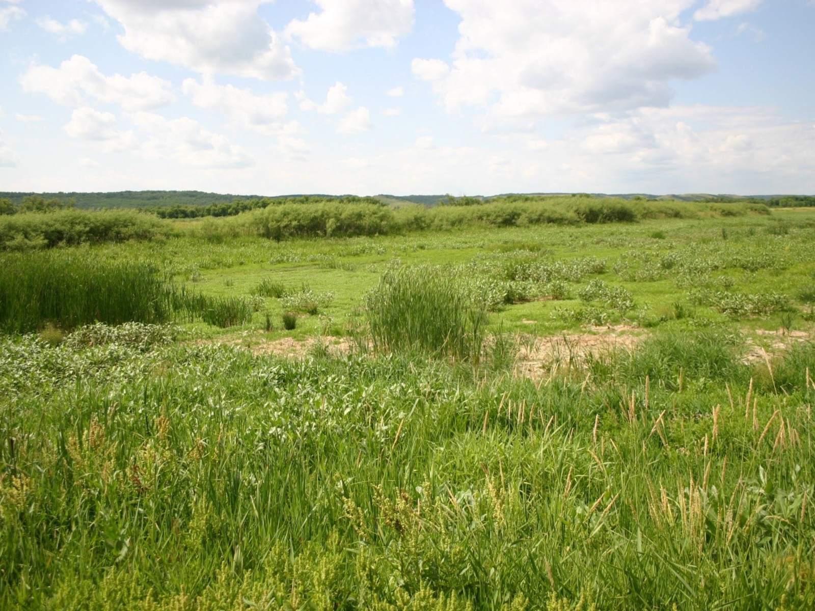 A lower section of valley with lush wetland vegetation growing.