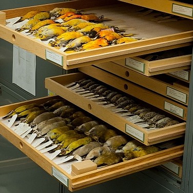Open storage drawers containing rows of yellow bird specimens.