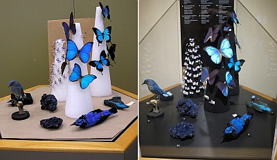 Two photos side-by-side of the blue exhibit. On the left is a mockup of how the exhibit will look. On the right is the final layout in the exhibit.