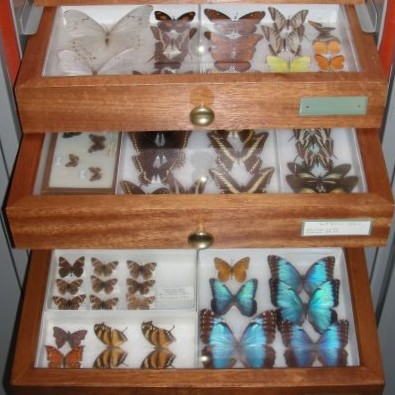 Open storage drawers containing carefully preserved butterfly specimens of various colours, including bright blue.