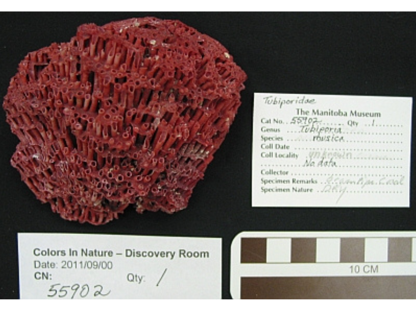 A red coral placed against a black background next to documentation with the object details.