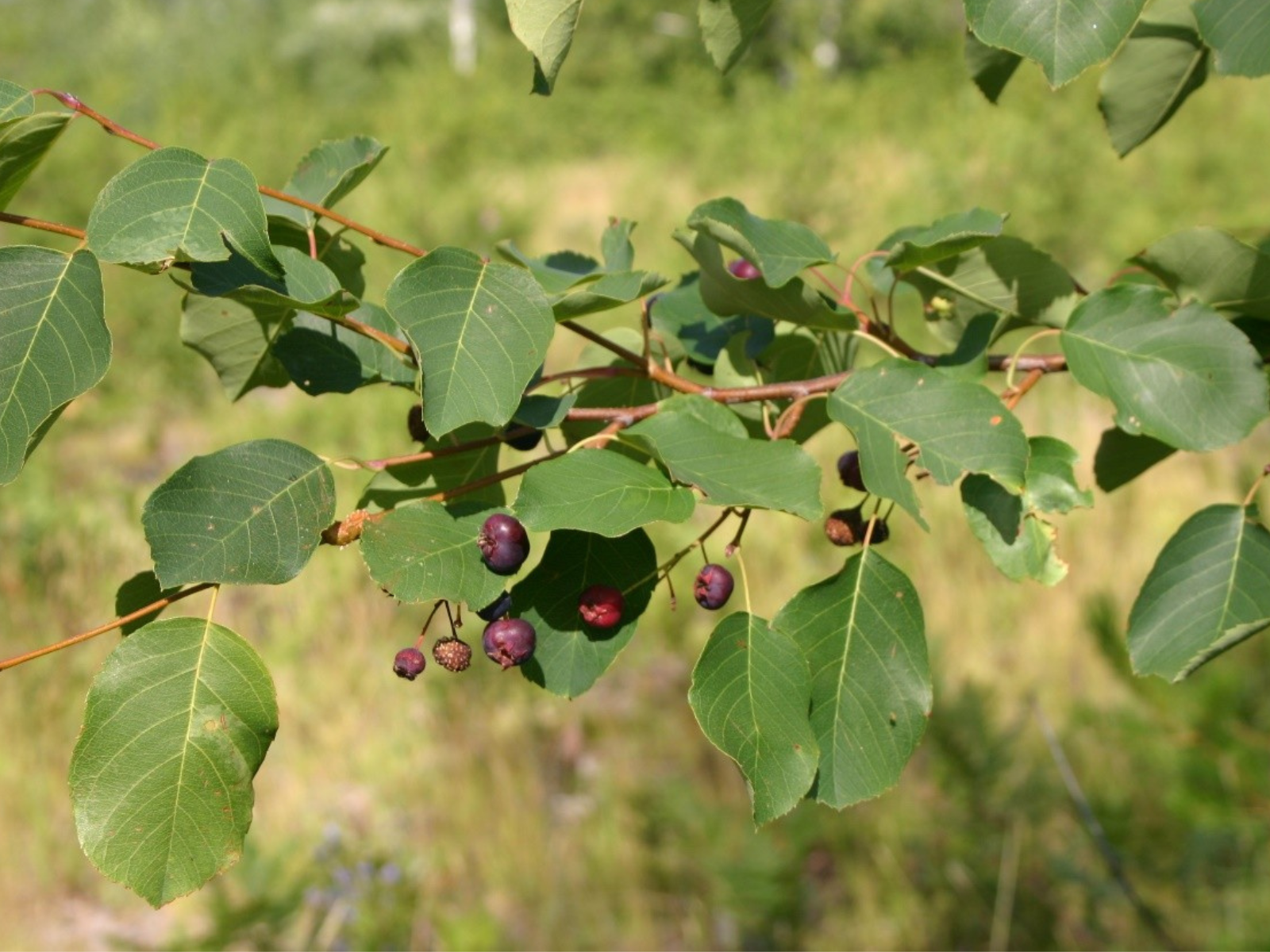 Close-up on a branch of a bush with red-purple berries growing on it.