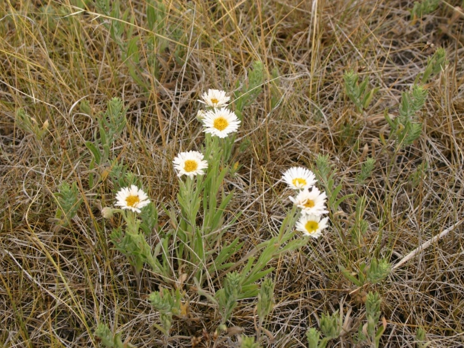 Low-growing plant with seven stems each bearing a small flower with frilled white petals and yellow centres.
