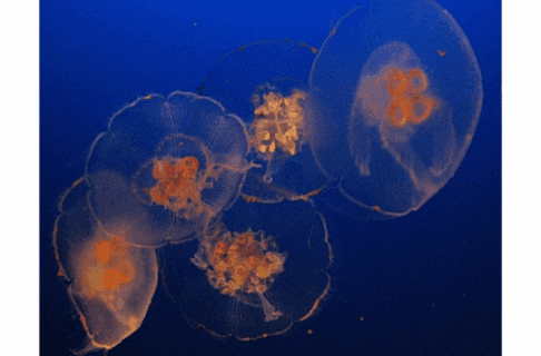 Five jellyfish swimming together in blue water.