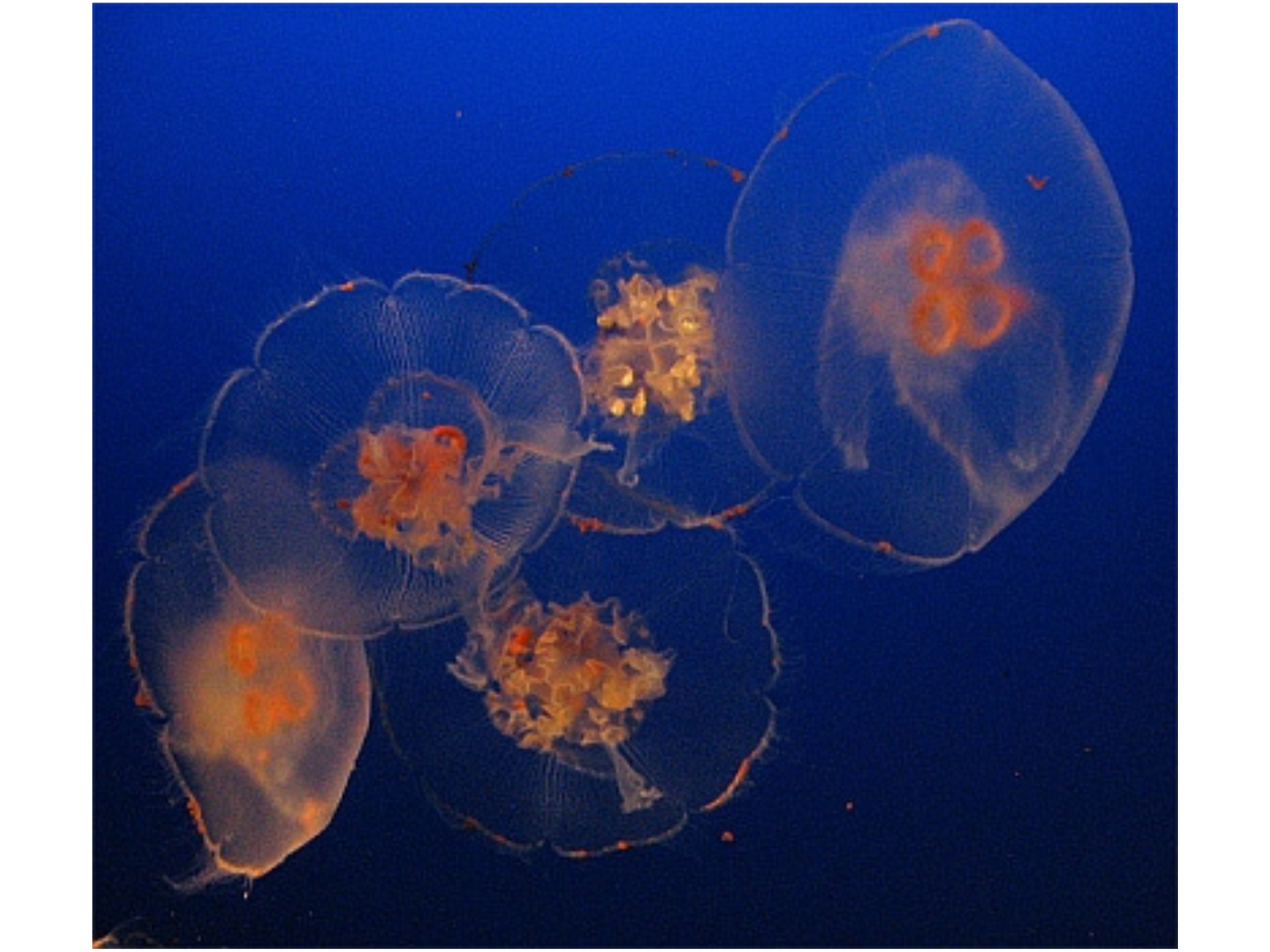 Five jellyfish swimming together in blue water.