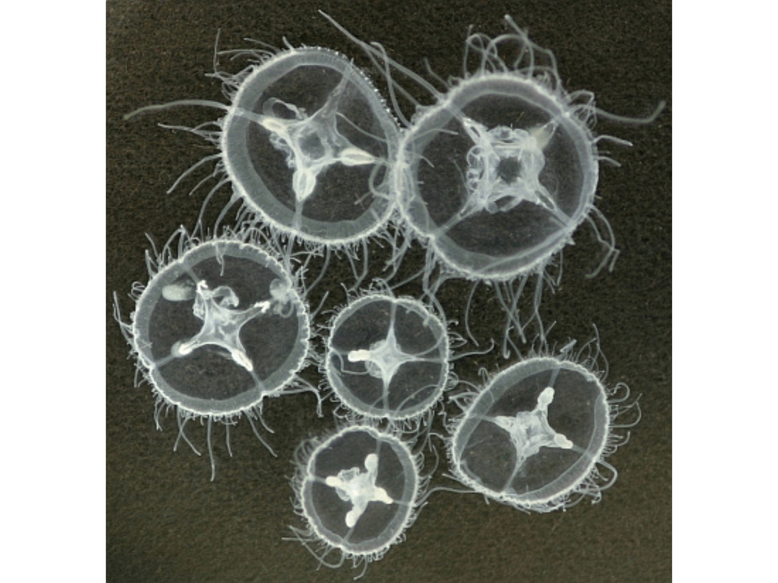 Six jellyfish against a deep grey background.