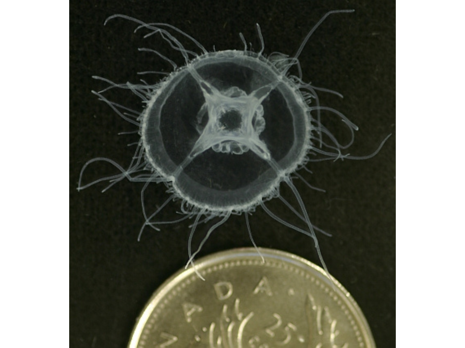 A small jellyfish on a black background next to a Canadian quarter for scale.