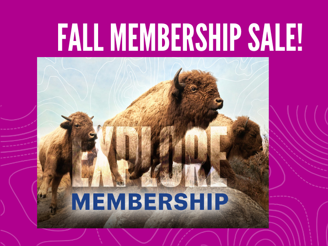 Photo of the iconic bison diorama in the Manitoba Museum Welcome Gallery on a fuchsia background with the words "EXPLORE Membership" written over top of the image. Text above the image reads, "Fall Membership Sale".