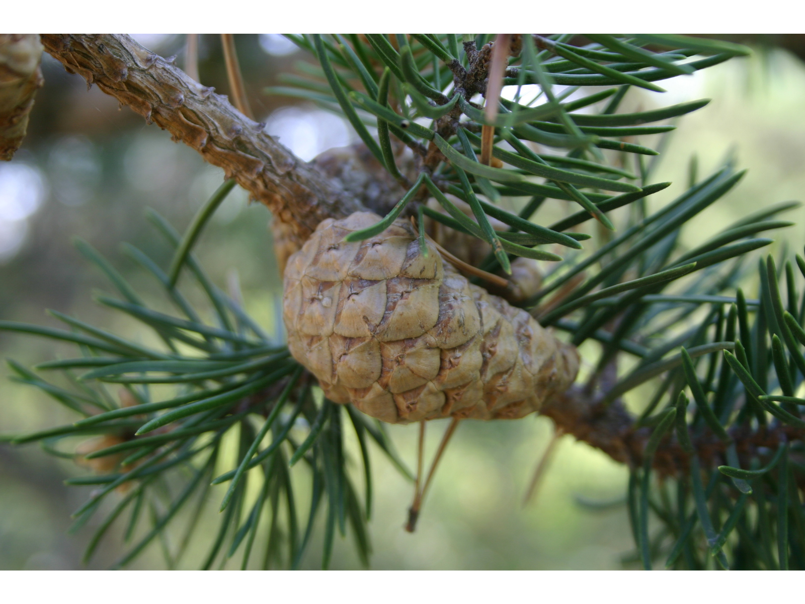 Close up on a Jack Pine cone on a tree branch.