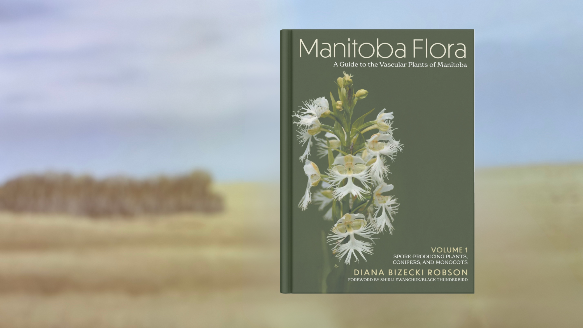 Front cover of Volume 1 of Dr. Diana Bizecki Robson's new publication, "Manitoba Flora: A Guide to the Vascular Plants of Manitoba" with forward written by Shirli Ewanchuk/Black Thunderbird. Book cover is atop a backdrop of an illustrated prairie scene from the Manitoba Museum Prairies Gallery.