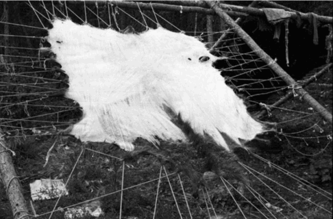 A black and white photo of a hide stretched on a frame.