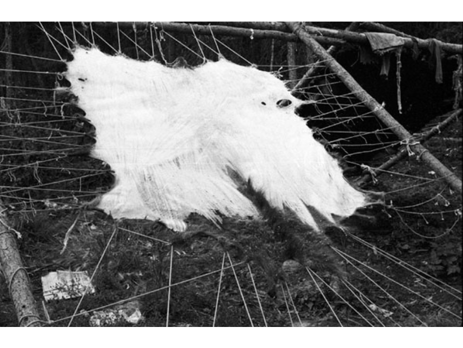 A black and white photo of a hide stretched on a frame.