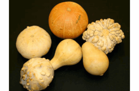A selection of six gourds of various shapes and textures.