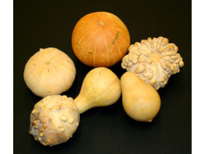 A selection of six gourds of various shapes and textures.