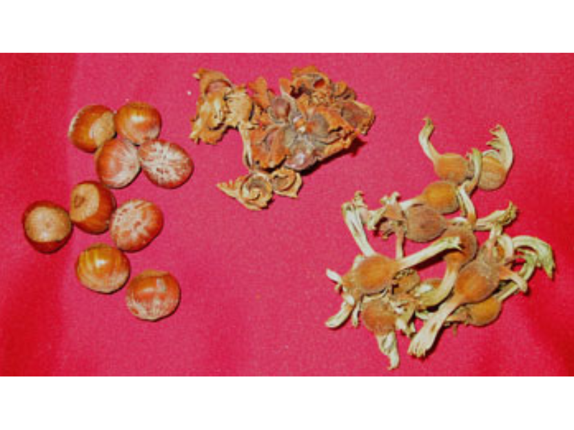Three small piles of various hazelnut types on a red background.