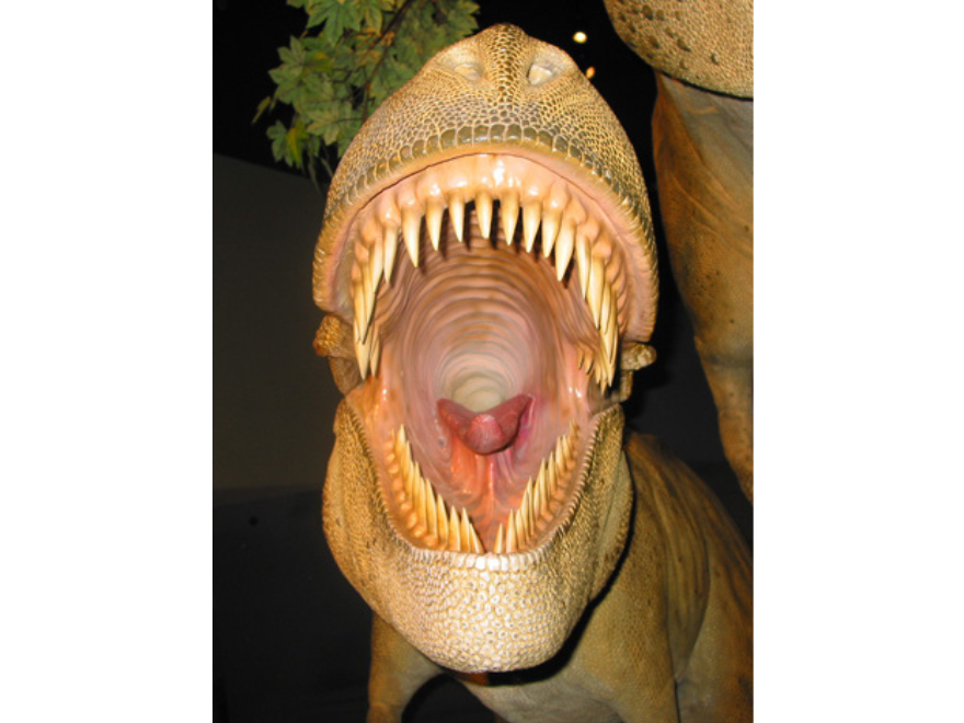 Photo looking into the open mouth of a large T-Rex model.