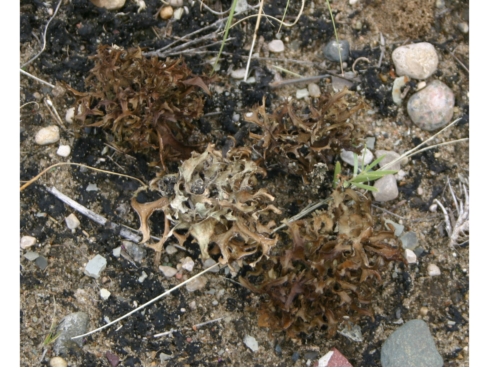 Close up looking down at damp, sandy/rocky soil with lichens and algae growing from it.