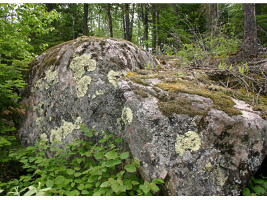 A large rock covered in lichen and mosses in a wooded area.