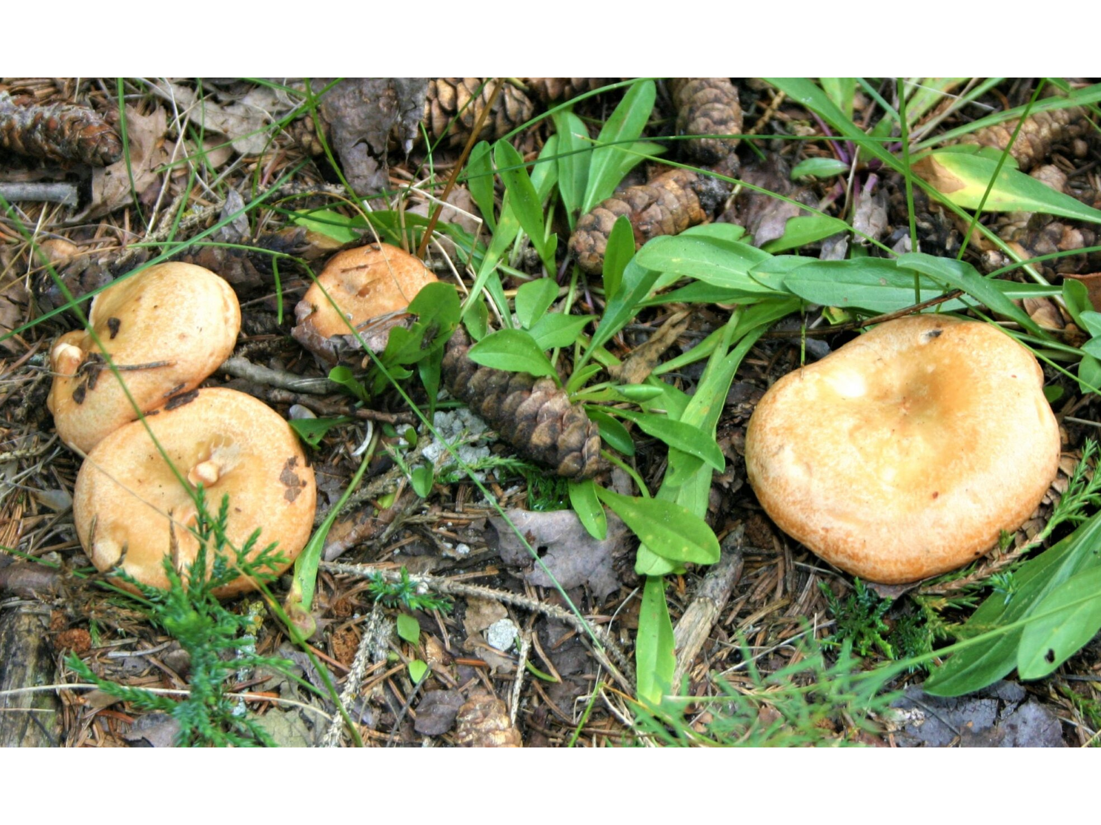 Close up on several tan-coloured mushrooms growing low to the ground.