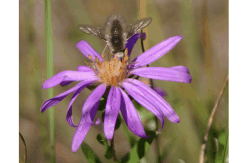 Close-up on a flower with long purple petals with an insect perched near the yellow centre.