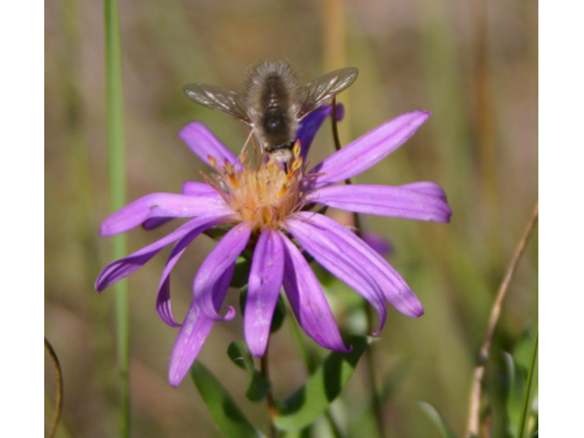 Close-up on a flower with long purple petals with an insect perched near the yellow centre.