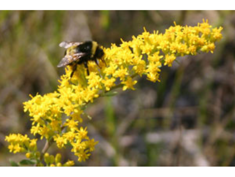 A bumblebee on a long extended yellow flower.