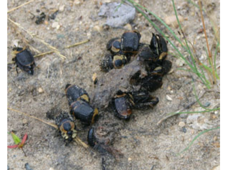 A small group of beetles gathered on a piece of dung.