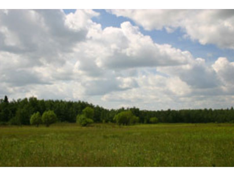 Expanse of grass with dense trees in the background, below a blue sky with many fluffy, white clouds.