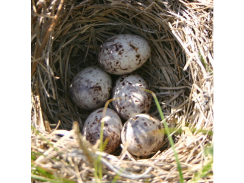 Close-up looking into a birds nest with five white speckled eggs.