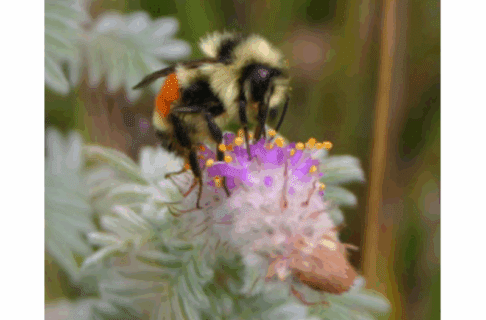 Close-up on a bumble bee on a purple Hairy Prairie Clover flower.
