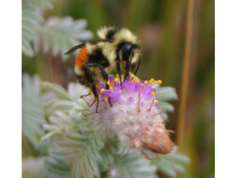 Close-up on a bumble bee on a purple Hairy Prairie Clover flower.