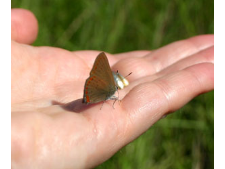 A small brown butterfly perched on the palm of an extended hand.