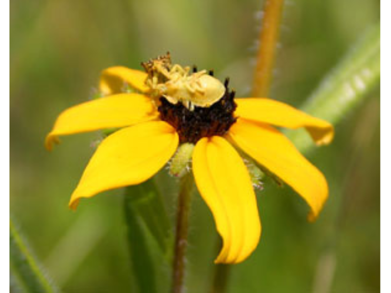 Close-up on a flower with yellow petals and a dark centre. A pale yellow insect sits on the centre.